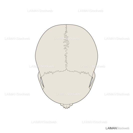男性骨格 (頭蓋骨 上面)