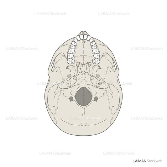 男性骨格 (頭蓋底 歯列あり)