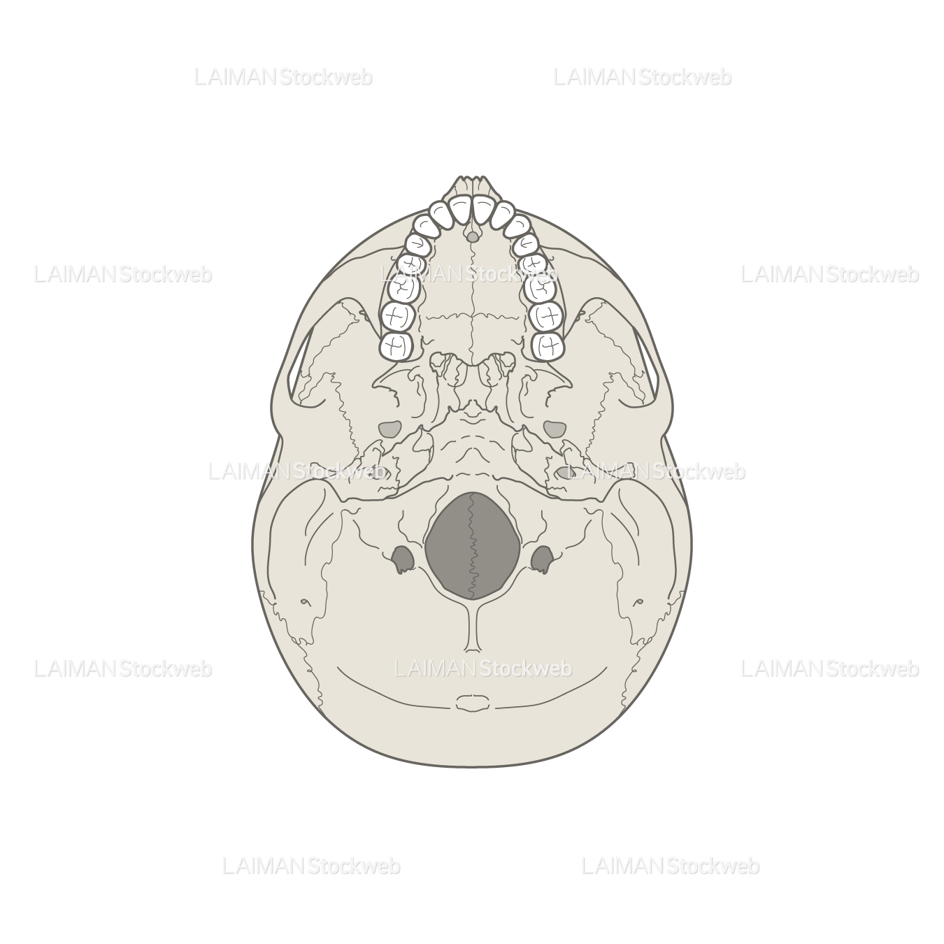 男性骨格 (頭蓋底 歯列あり)