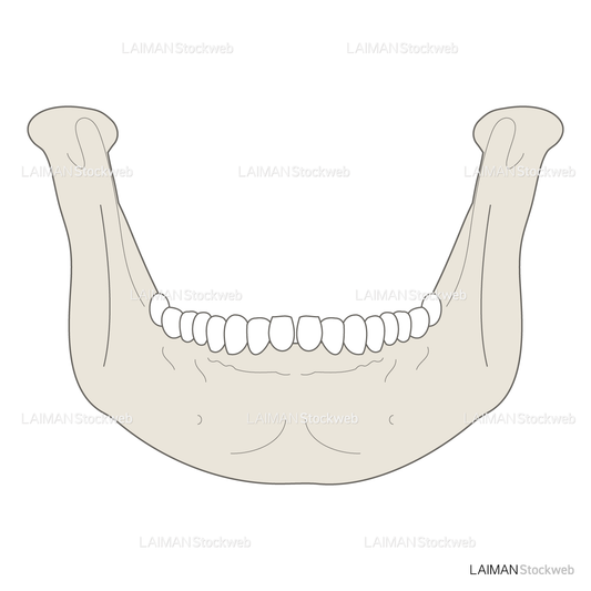 男性骨格 (下顎骨 前面)