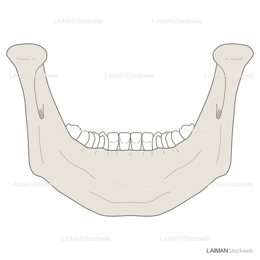 男性骨格 (下顎骨 後面)