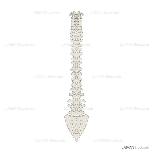 男性骨格 (脊椎 後面)