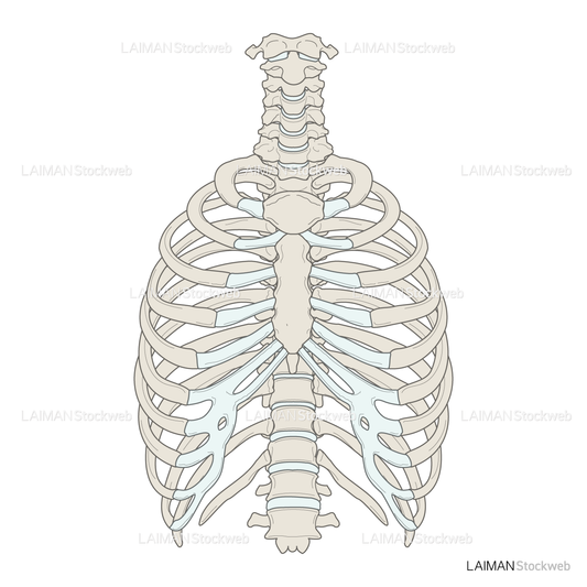男性骨格 (胸郭 前面)