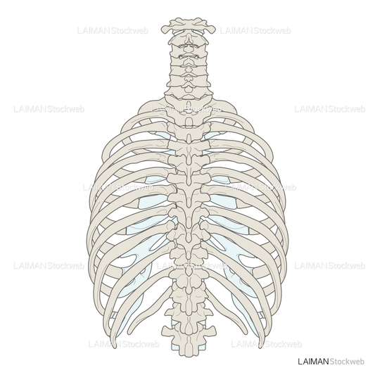 男性骨格 (胸郭 後面)