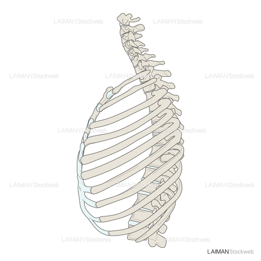男性骨格 (胸郭 側面)