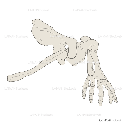 男性骨格 (上肢 上面)