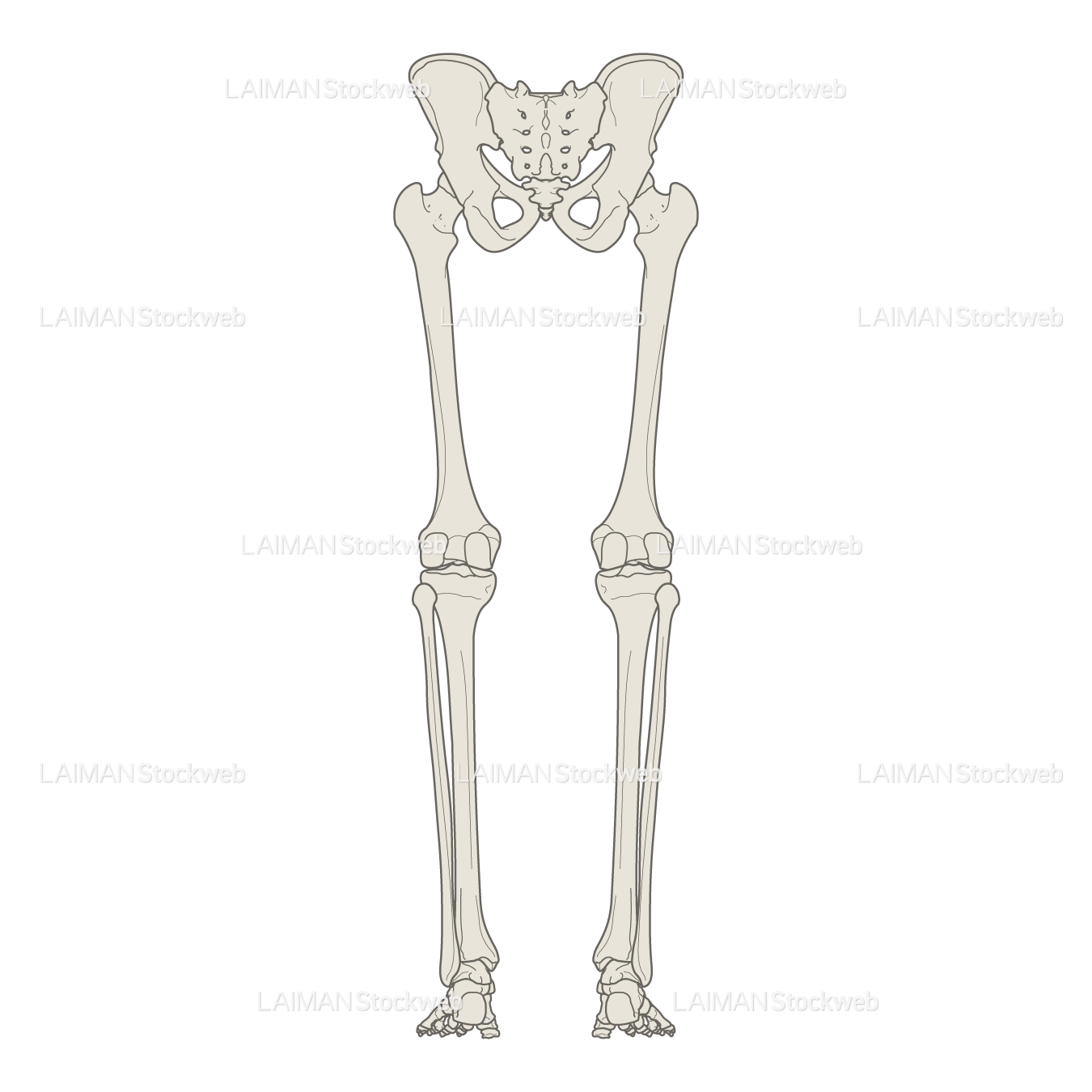 男性骨格 (下肢 骨盤あり 後面)