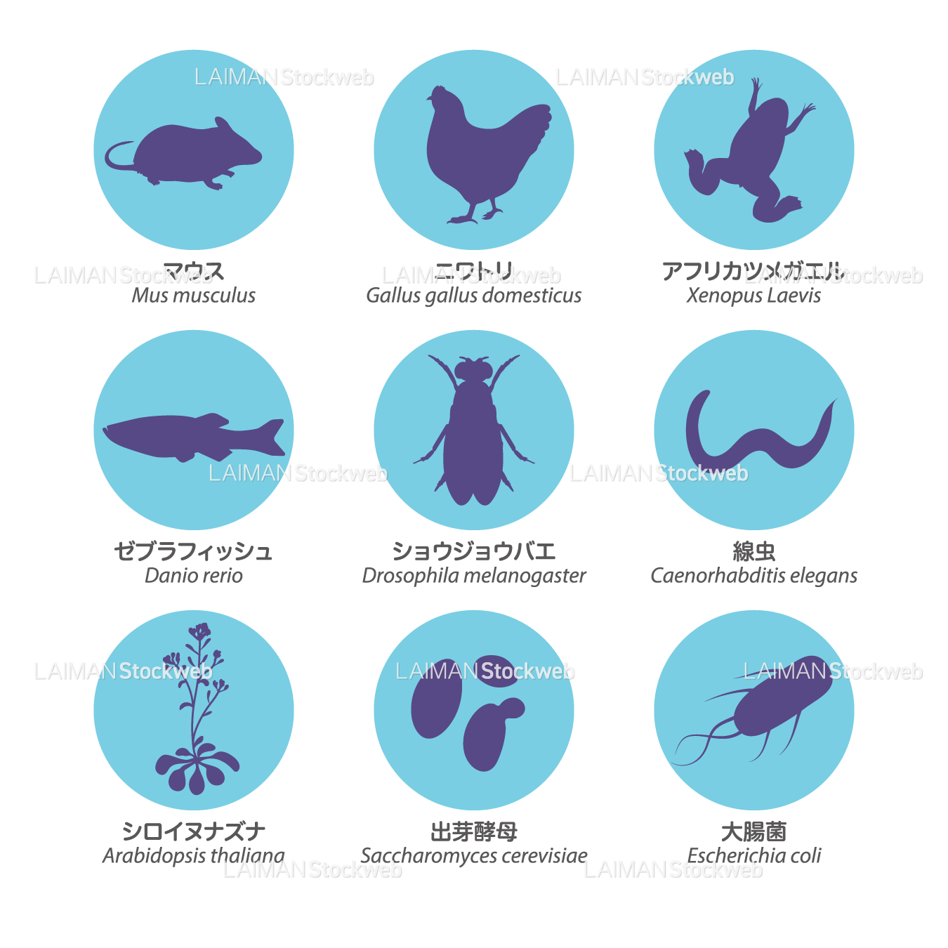 代表的モデル生物