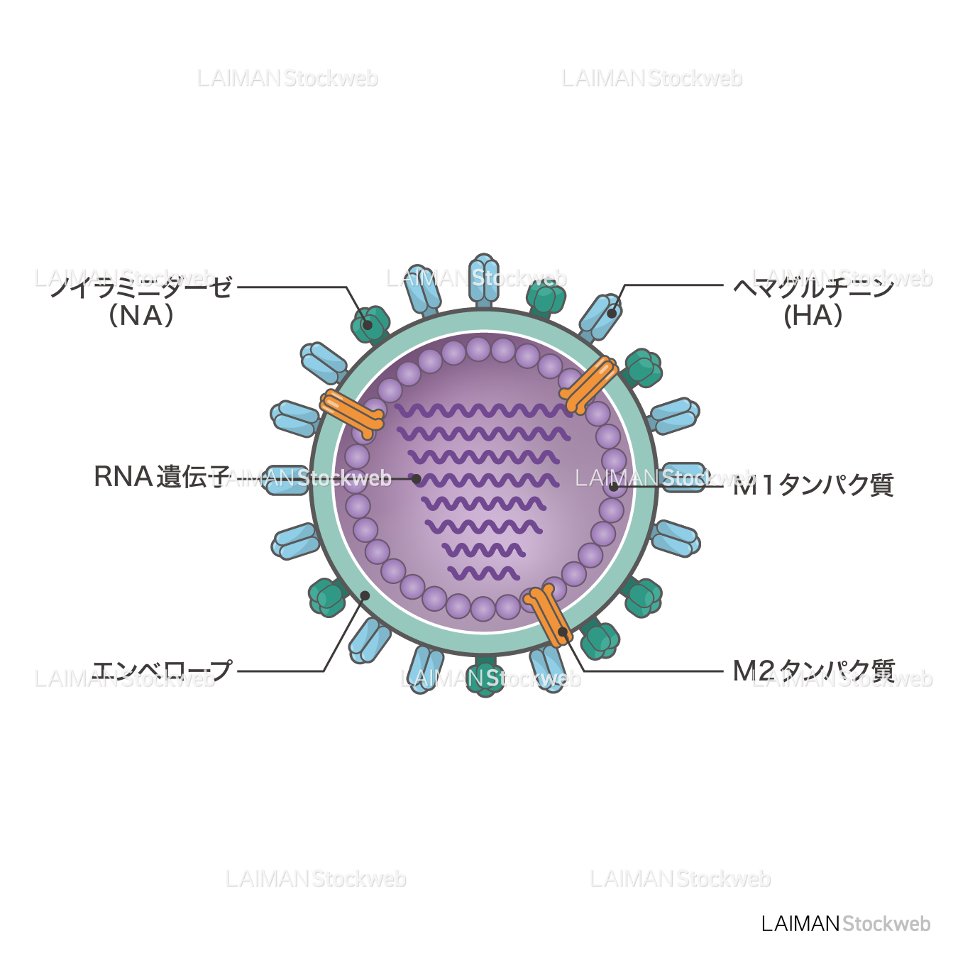 インフルエンザウィルス（構造・文字あり）
