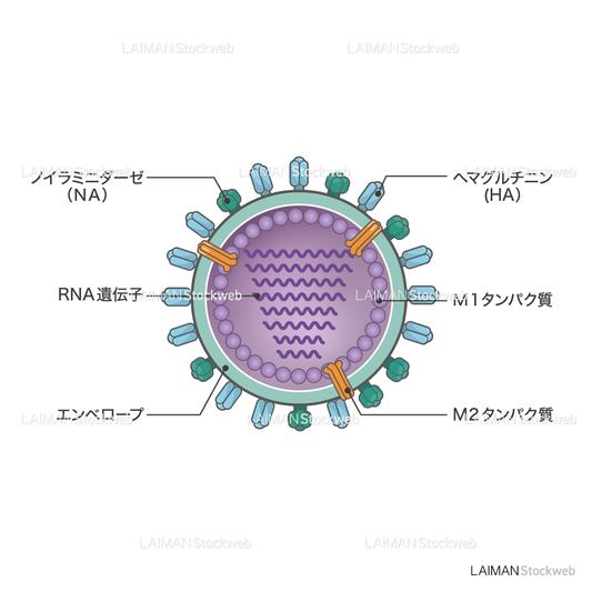 インフルエンザウィルス（構造・文字あり）