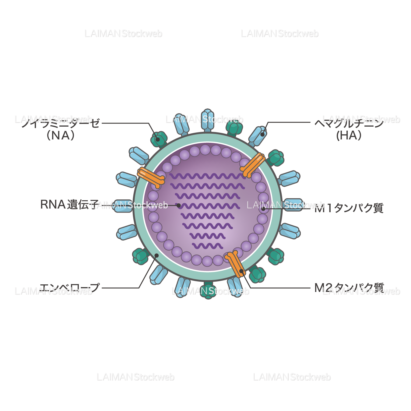 インフルエンザウィルス（構造・文字あり）