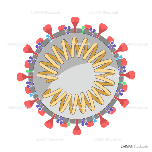 新型コロナウイルス（SARS-CoV-2)の構造_断面