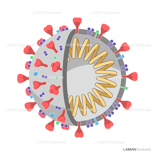 新型コロナウイルス（SARS-CoV-2)の構造_部分断面