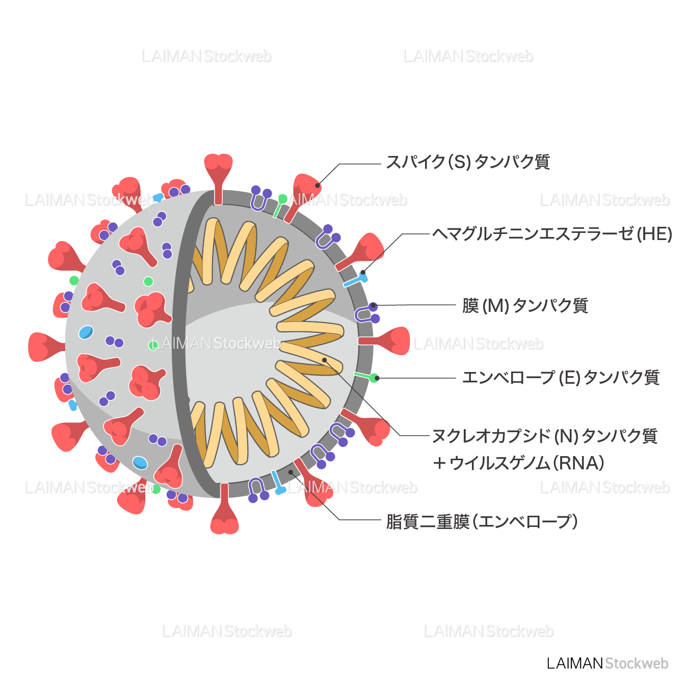 新型コロナウイルス（SARS-CoV-2)の構造_部分断面・文字あり