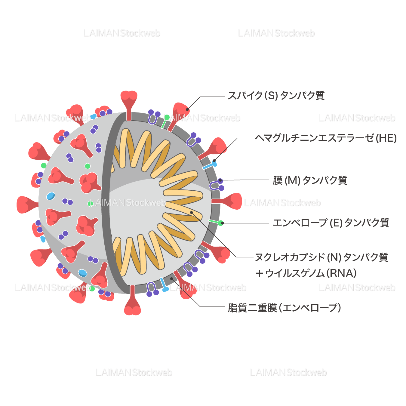 新型コロナウイルス（SARS-CoV-2)の構造_部分断面・文字あり