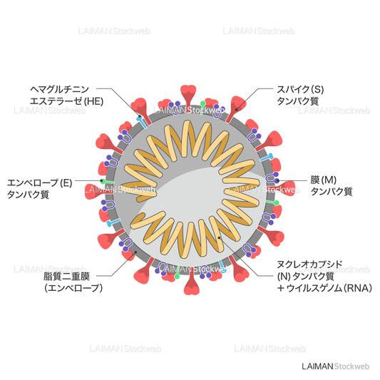 新型コロナウイルス（SARS-CoV-2)の構造_断面・文字あり