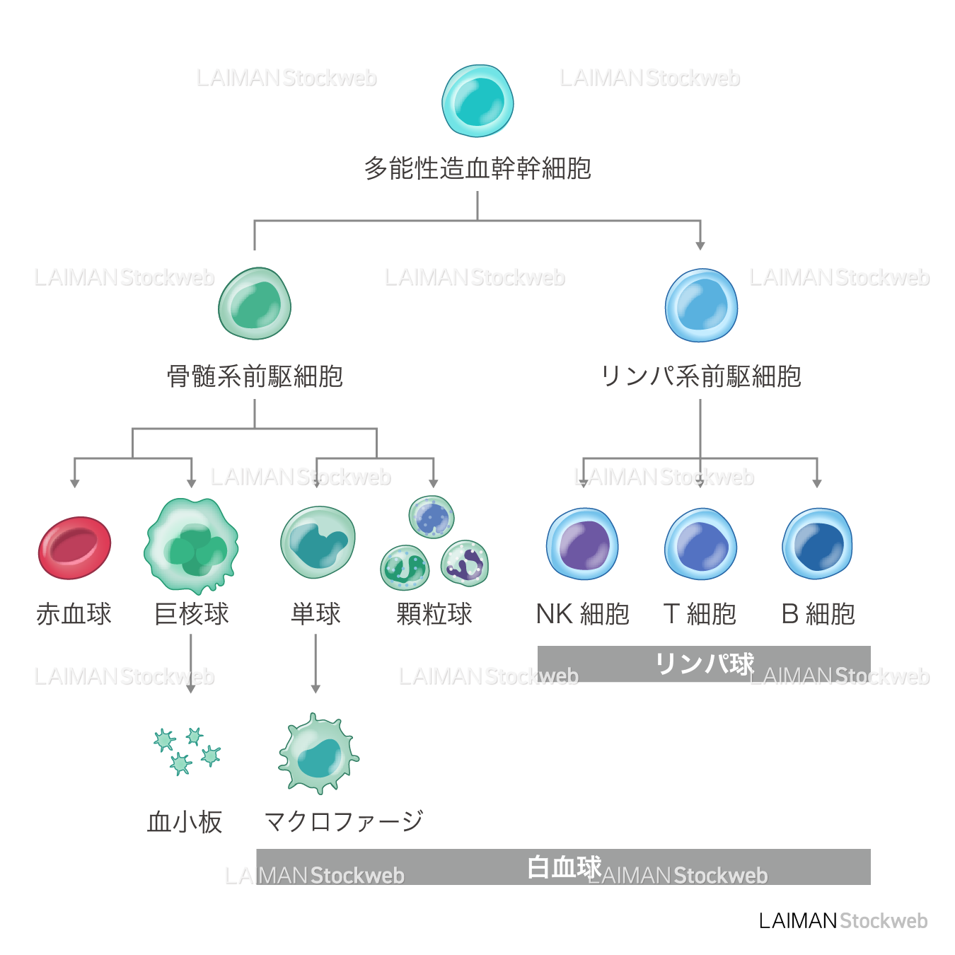 造血幹細胞と分化 – LAIMAN Stockweb