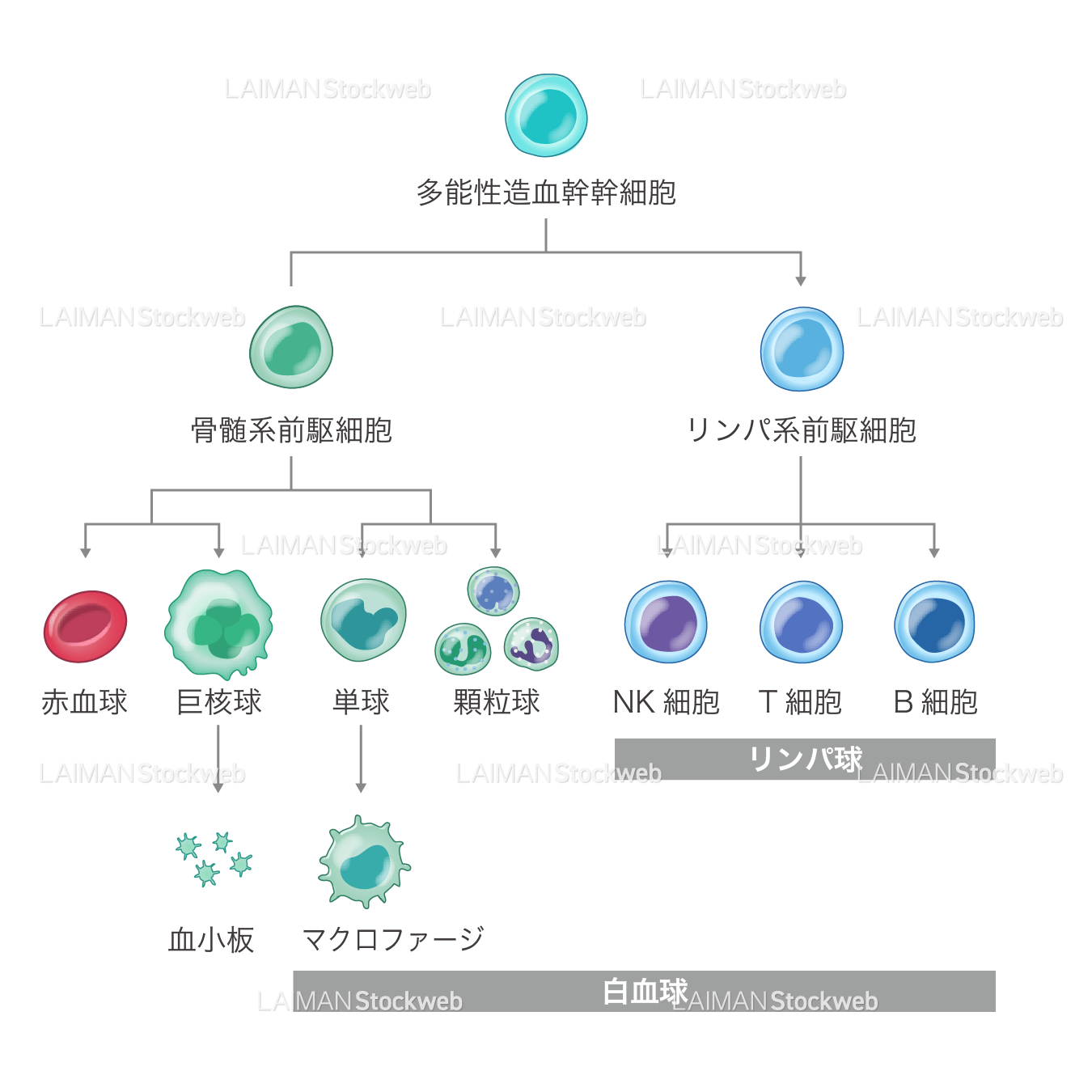 造血幹細胞と分化