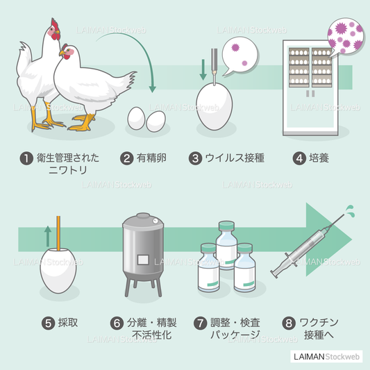 ワクチンの製造（ふ化鶏卵培養法）