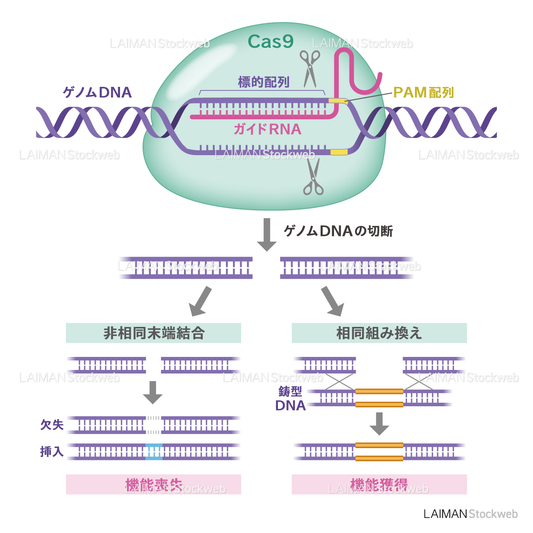 CRISPR/Cas9によるゲノム編集