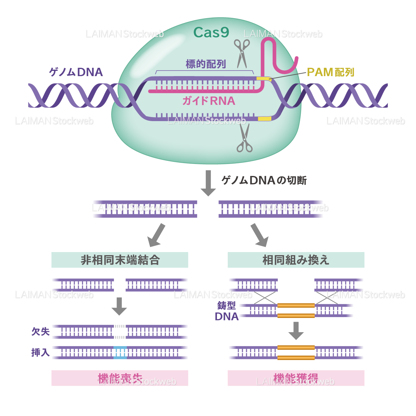 CRISPR/Cas9によるゲノム編集