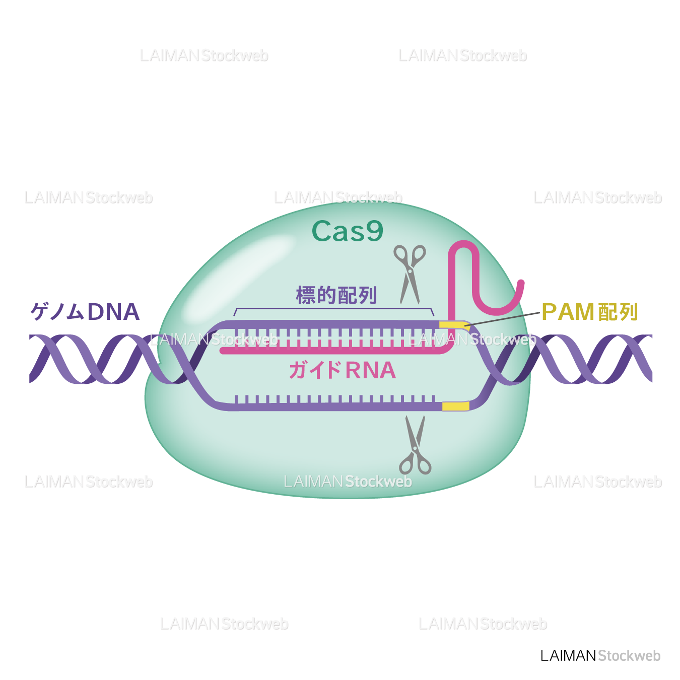 CRISPR/Cas9