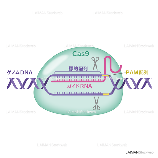 CRISPR/Cas9