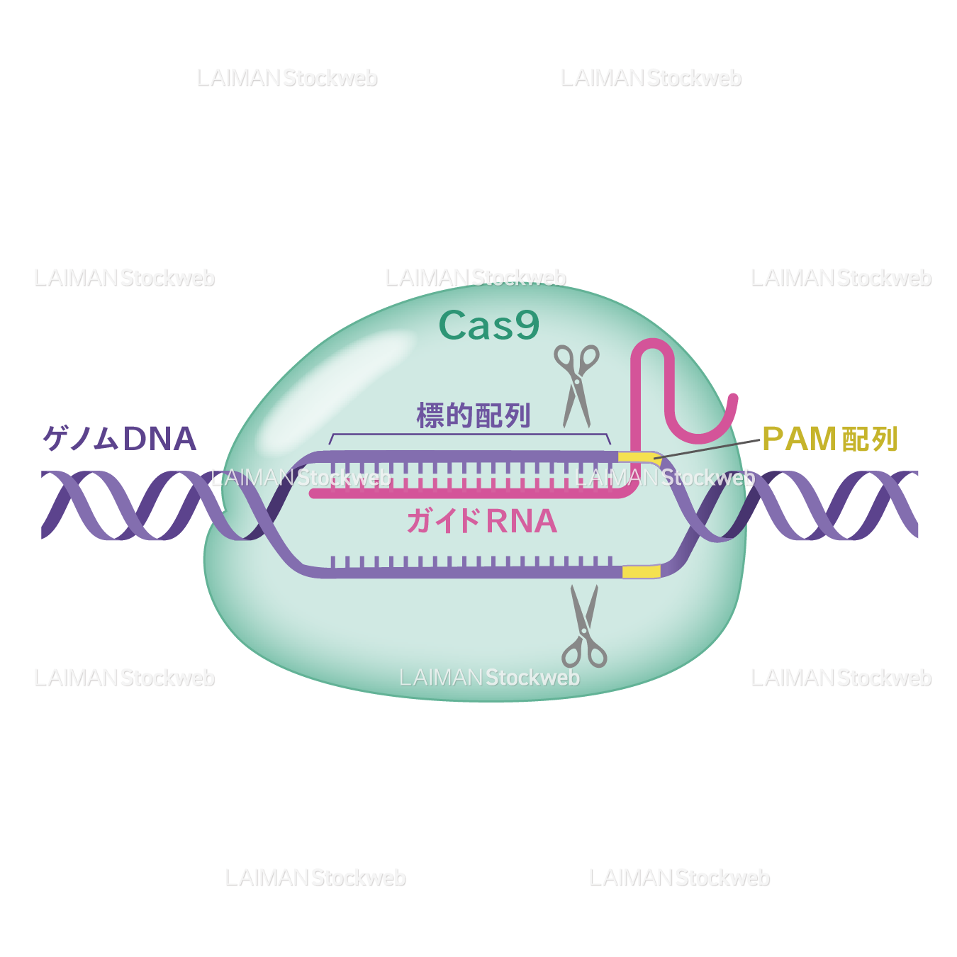 CRISPR/Cas9