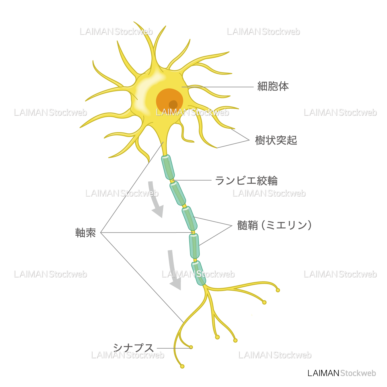 神経細胞（文字入り）