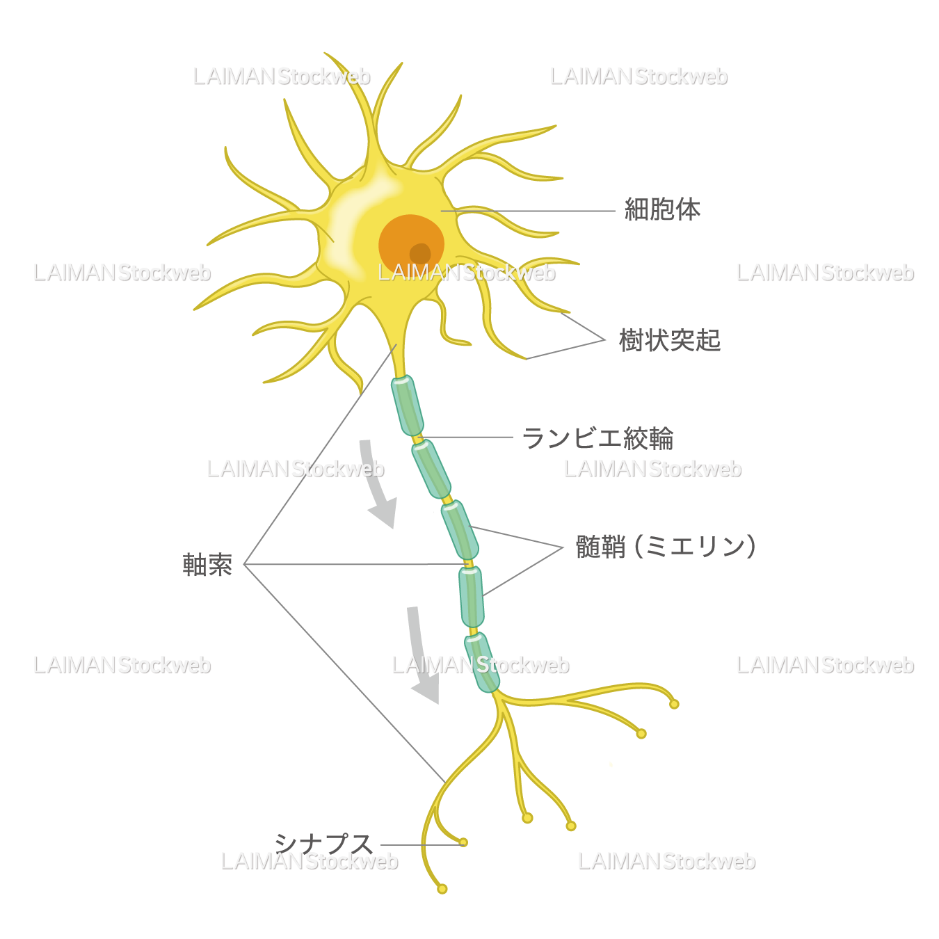 神経細胞（文字入り）