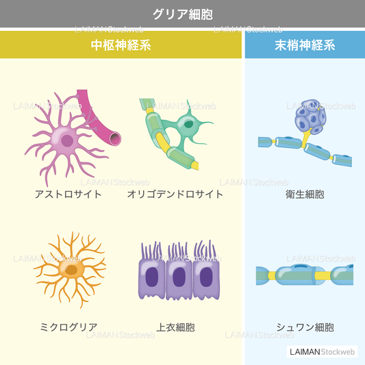 グリア細胞