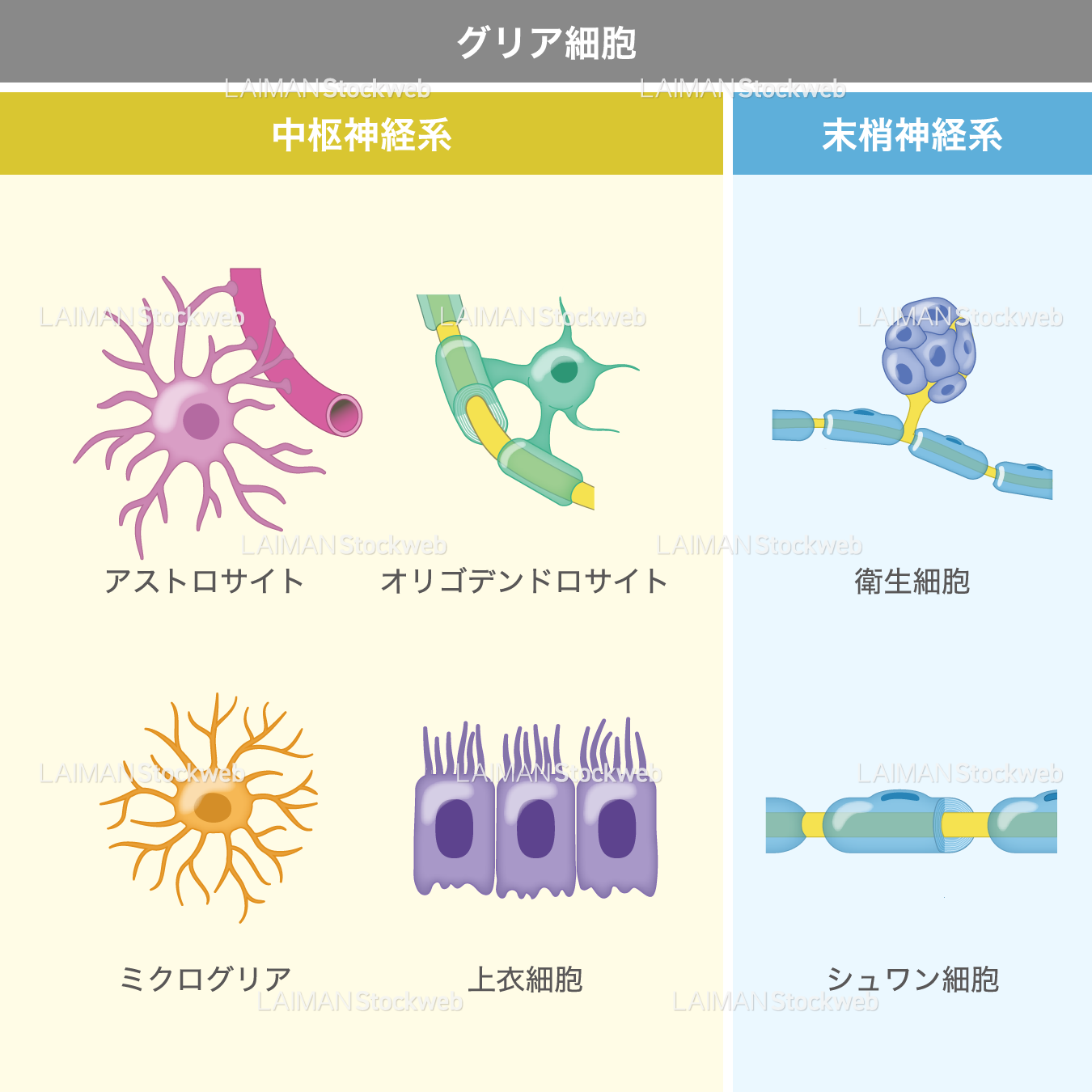 グリア細胞