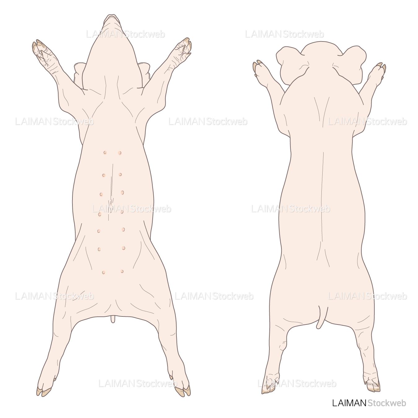 豚の体表 (仰臥位と伏臥位)