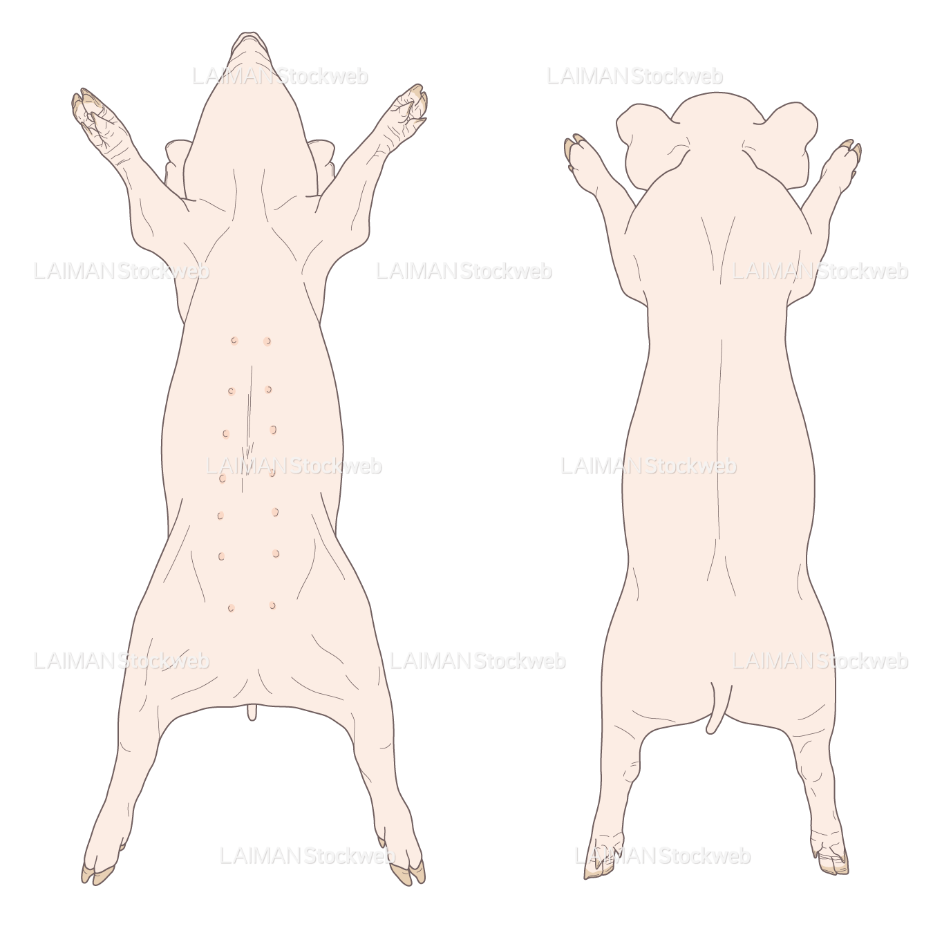 豚の体表 (仰臥位と伏臥位)