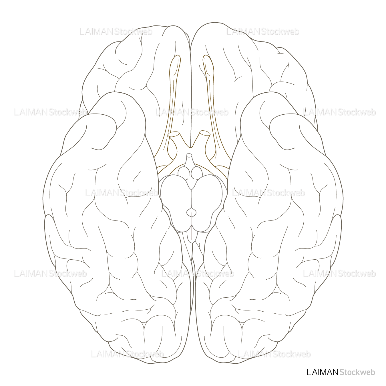 脳底 (線画)