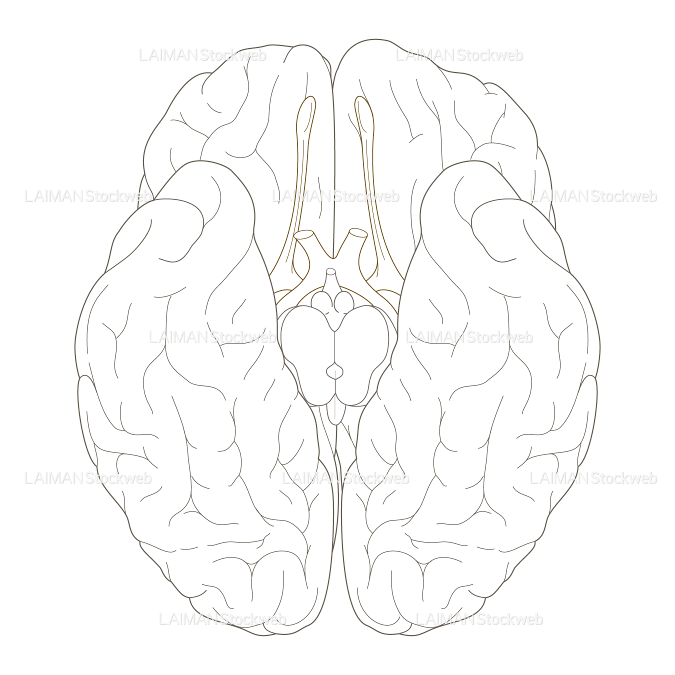 脳底 (線画)