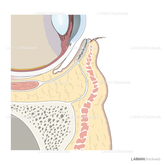 下眼瞼矢状断面