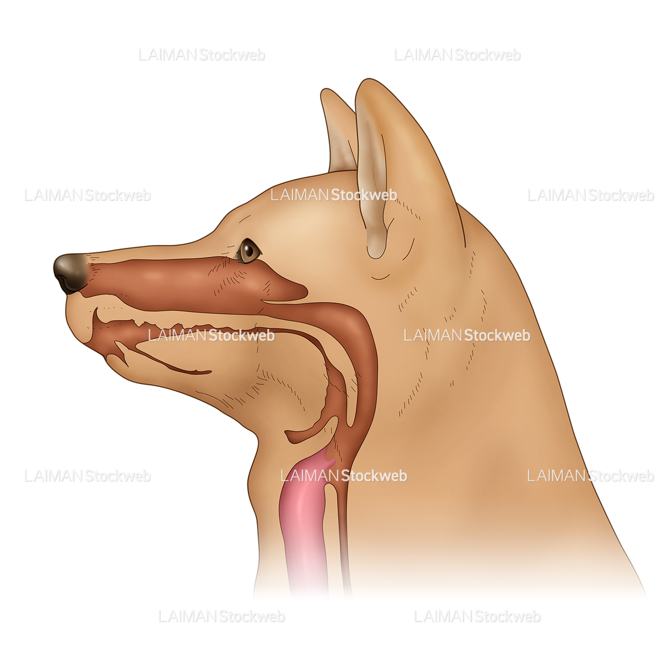 犬の外鼻孔から気管