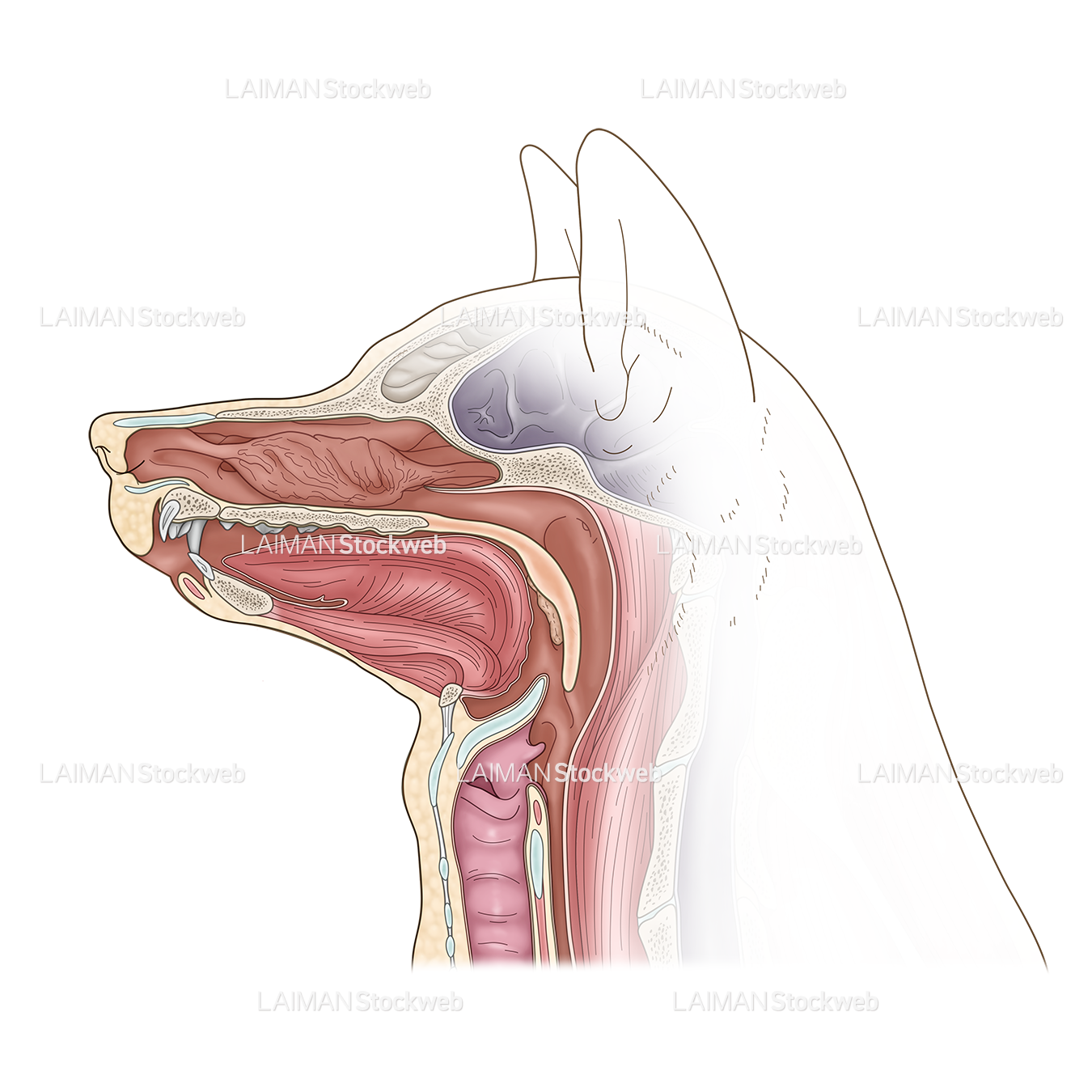 犬の頭部矢状断面