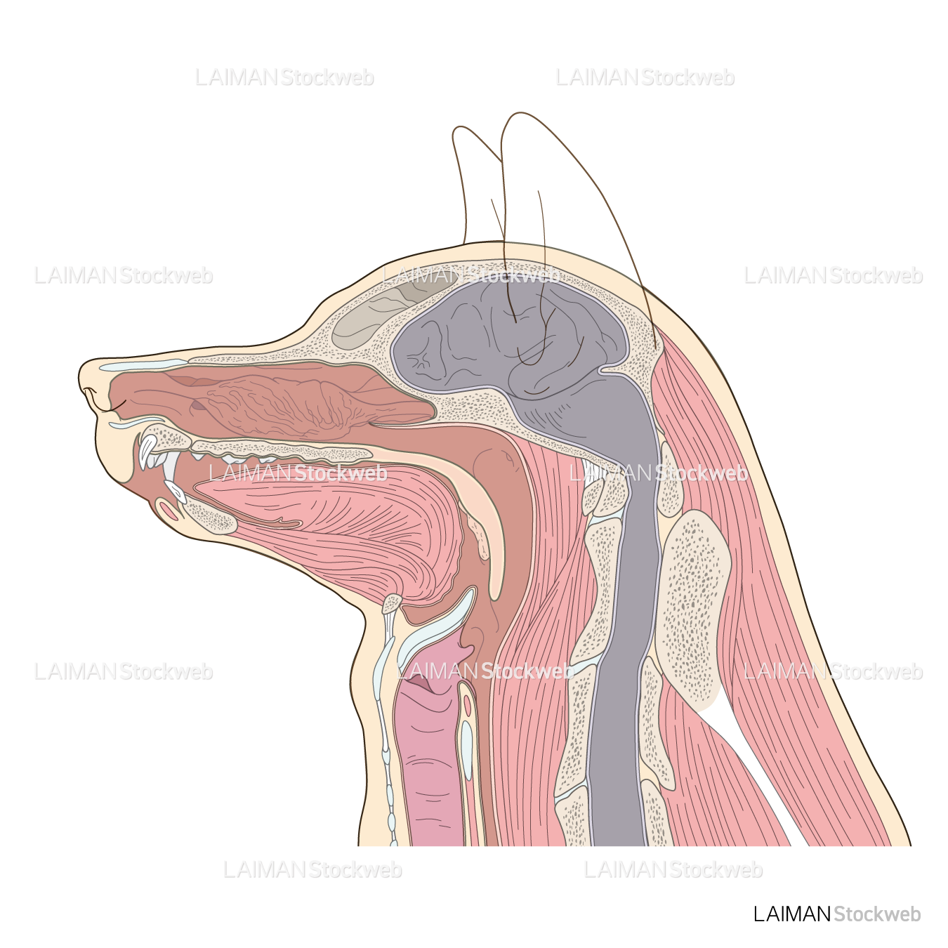 犬の頭部矢状断面