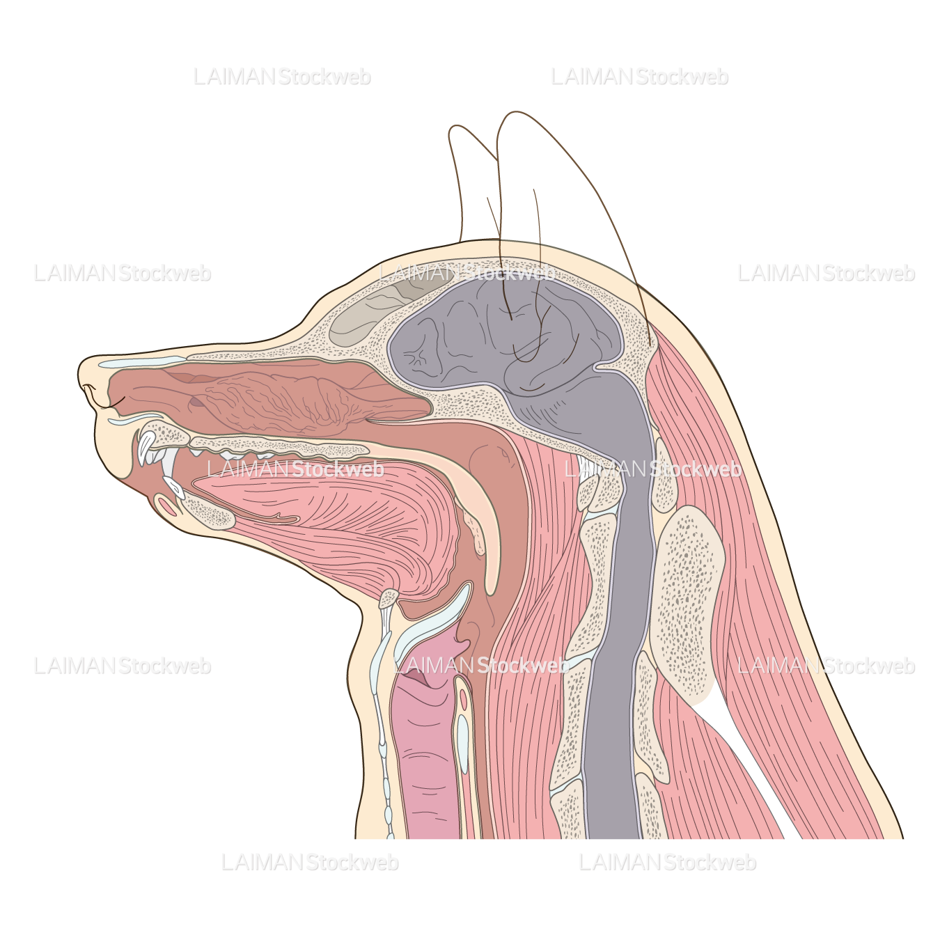 犬の頭部矢状断面