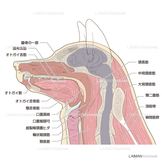 犬の頭部矢状断面