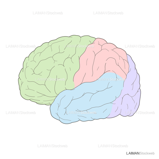 脳の側面(色分け)