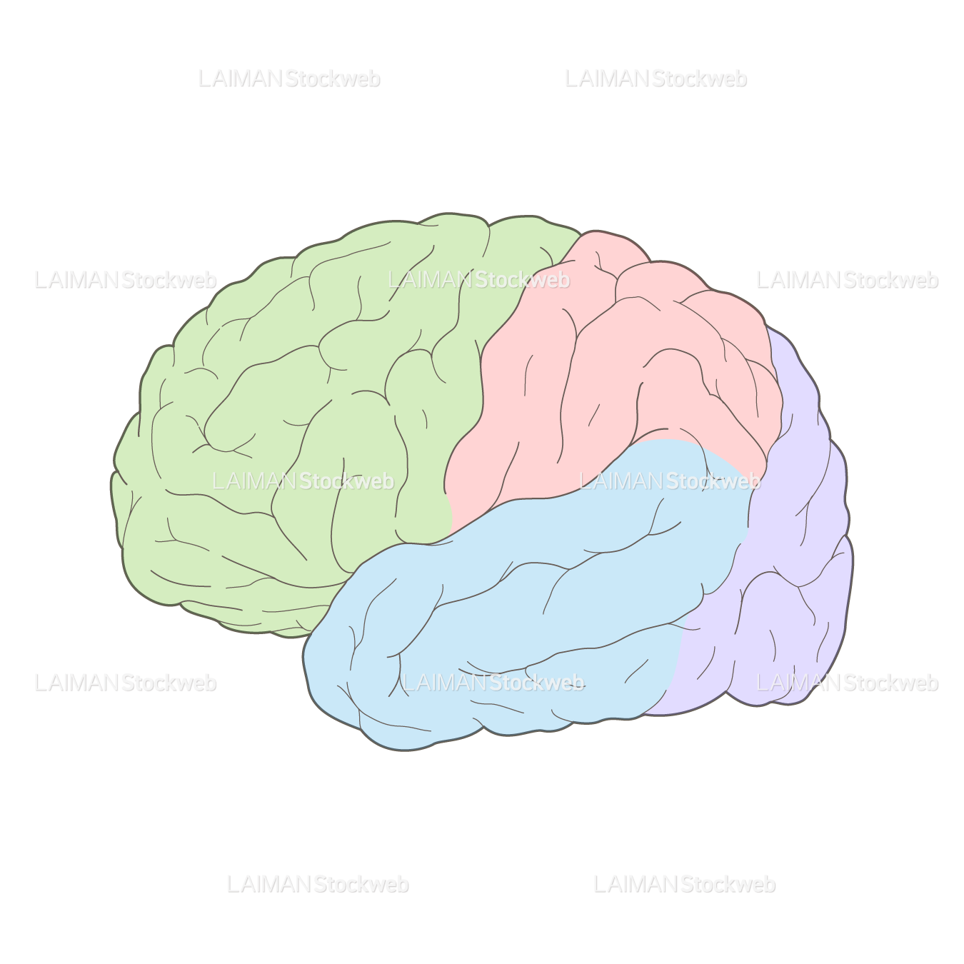 脳の側面(色分け)