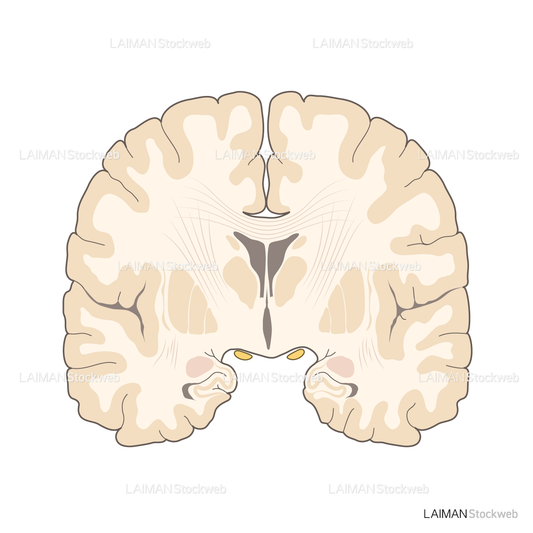 脳の冠状断面