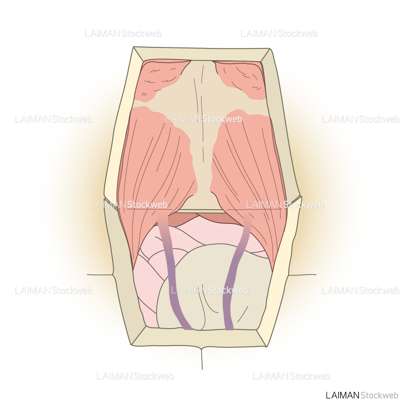 カメの腹腔