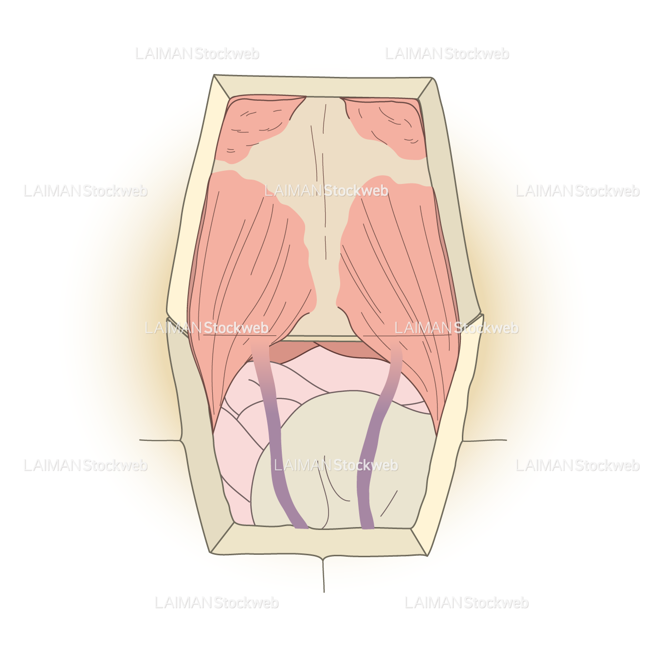 カメの腹腔