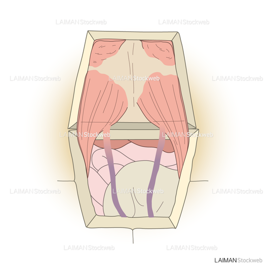 カメの腹腔