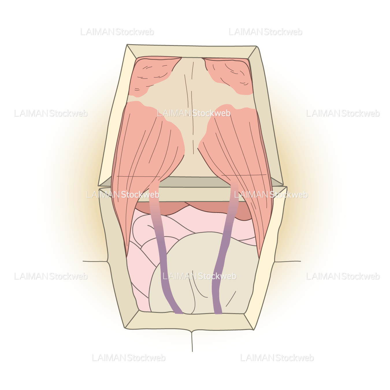 カメの腹腔