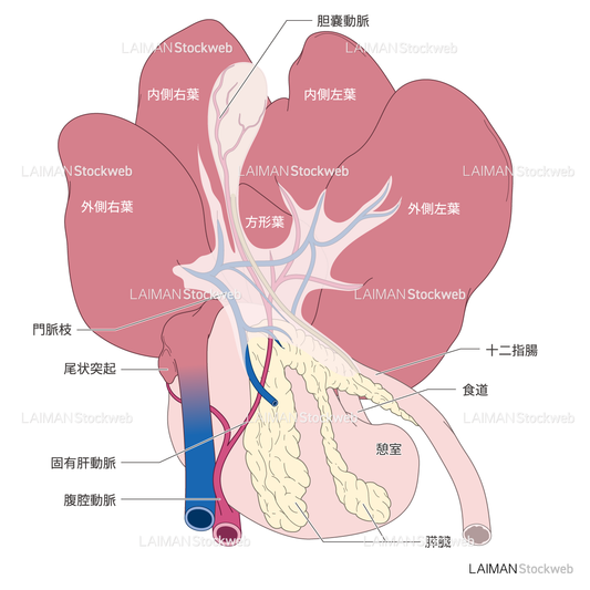 ブタの肝・胆・膵臓と周辺の脈管 (文字あり)